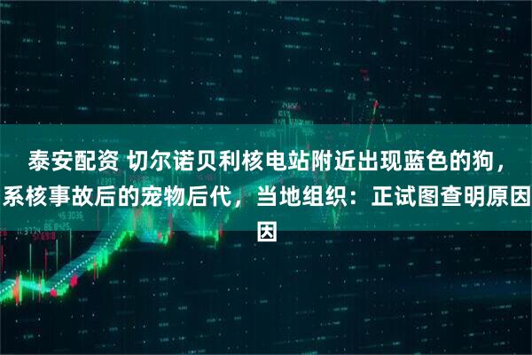 泰安配资 切尔诺贝利核电站附近出现蓝色的狗,系核事故后的宠物后代,当地组织:正试图查明原因